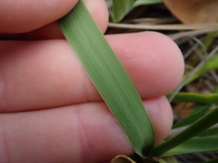 Chionochloa bromoides