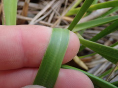 Chionochloa bromoides