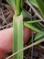 Chionochloa bromoides