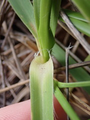 Chionochloa bromoides