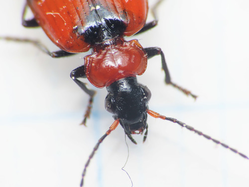 Lebia croisée