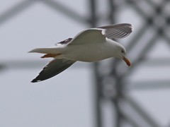 Larus fuscus fuscus