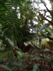 Trichonephila clavipes