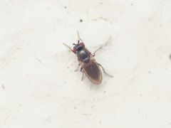Pteremis fenestralis