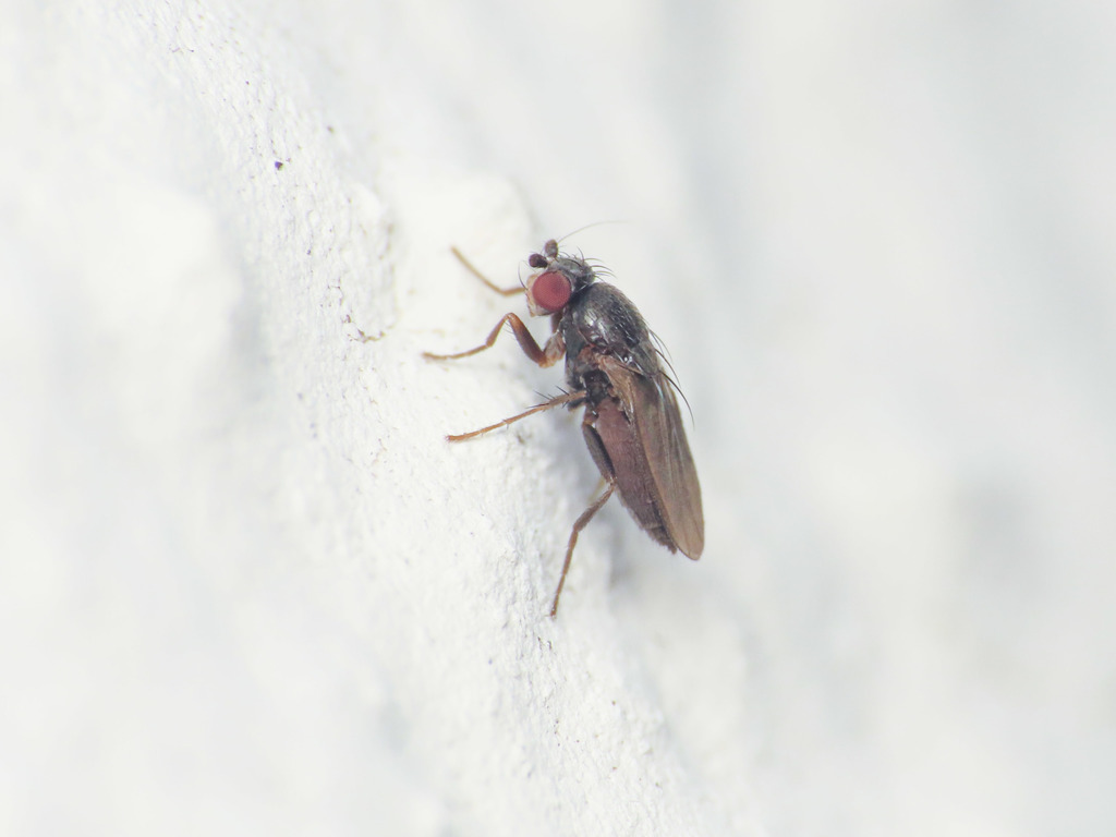 Pteremis fenestralis