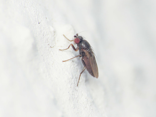 Pteremis fenestralis