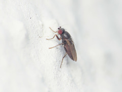 Pteremis fenestralis