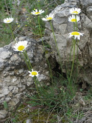 Leucanthemum graminifolium