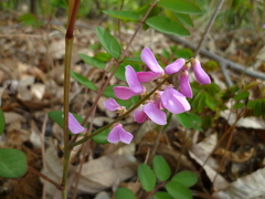Indigofera koreana