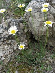Leucanthemum graminifolium