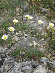 Leucanthemum graminifolium