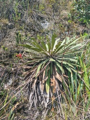 Espeletia corymbosa