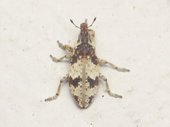 Bothynoderes affinis