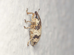 Bothynoderes affinis