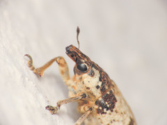 Bothynoderes affinis