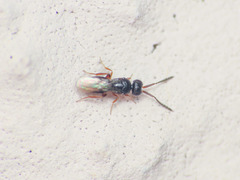 Conostigmus