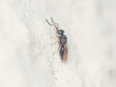 Conostigmus