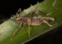 Clepsydronotus dentipes