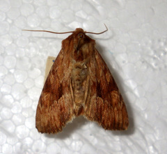 Apamea sublustris