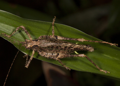 Clepsydronotus dentipes