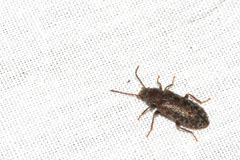 Ulodidae