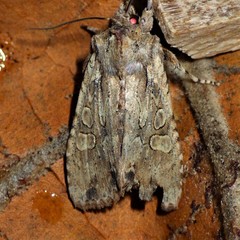 Lithophane disposita