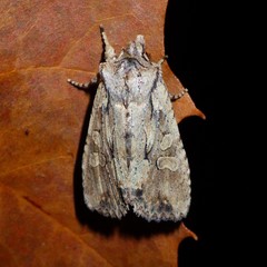 Lithophane disposita