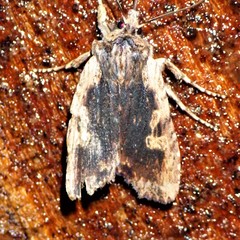 Lithophane hemina