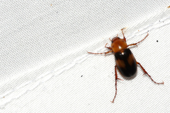 Phyllotocus bimaculatus