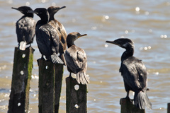 Nannopterum brasilianum
