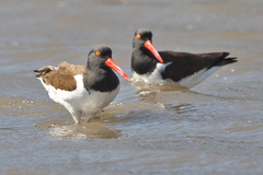 Haematopus palliatus
