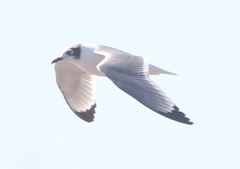 Leucophaeus pipixcan