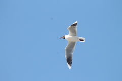 Chroicocephalus maculipennis