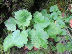 Heuchera mexicana mexicana