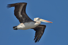 Pelecanus thagus