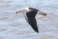 Larus dominicanus