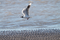 Chroicocephalus maculipennis