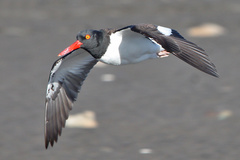 Haematopus palliatus