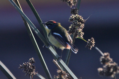 Tachuris rubrigastra