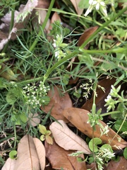 Cyclospermum