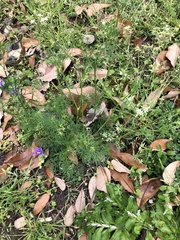Cyclospermum