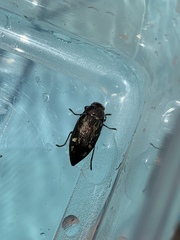 Buprestis maculipennis