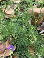 Cyclospermum