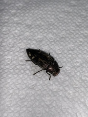 Buprestis maculipennis