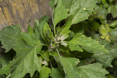 Chenopodium album