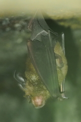 Rhinolophus rouxii