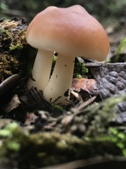 Agaricales