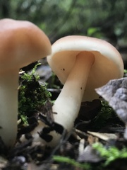 Agaricales