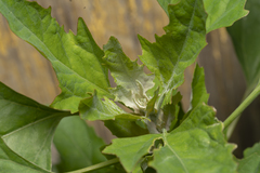 Chenopodium album