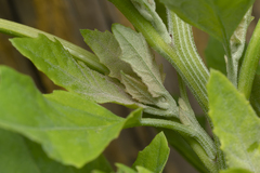 Chenopodium album